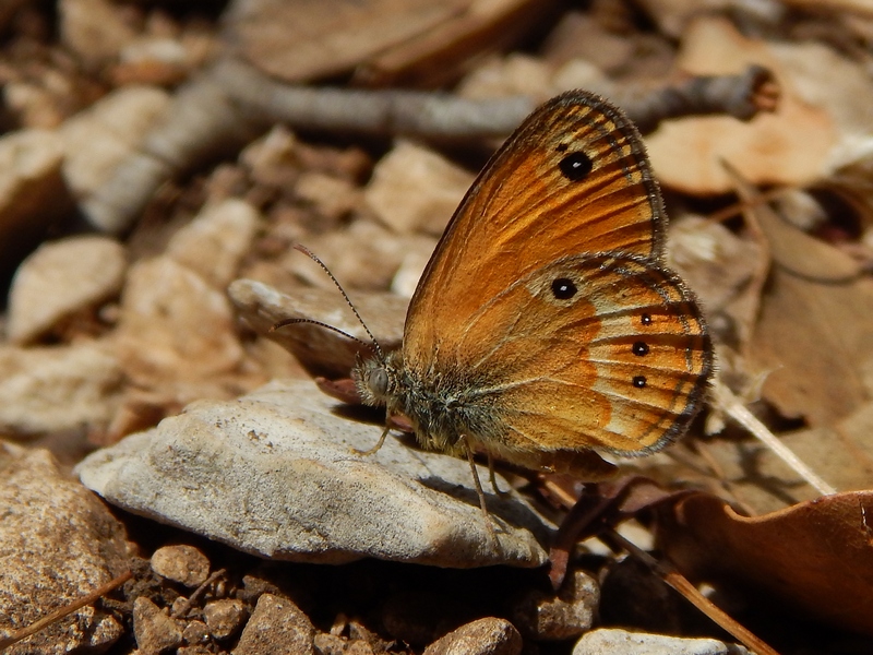 Coenonympha corinna